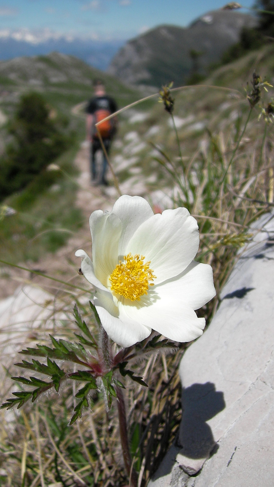 Wikimedia Commons - Pulsatilla alpina at Monte Baldo - Author: Danny S.